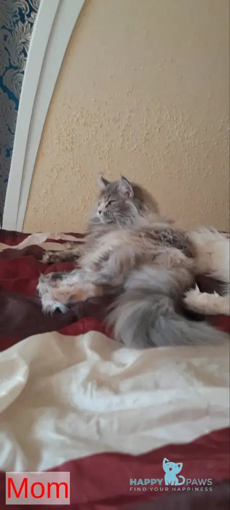 Zabava Maine Coon female black tortie silver ticked tabby live animals