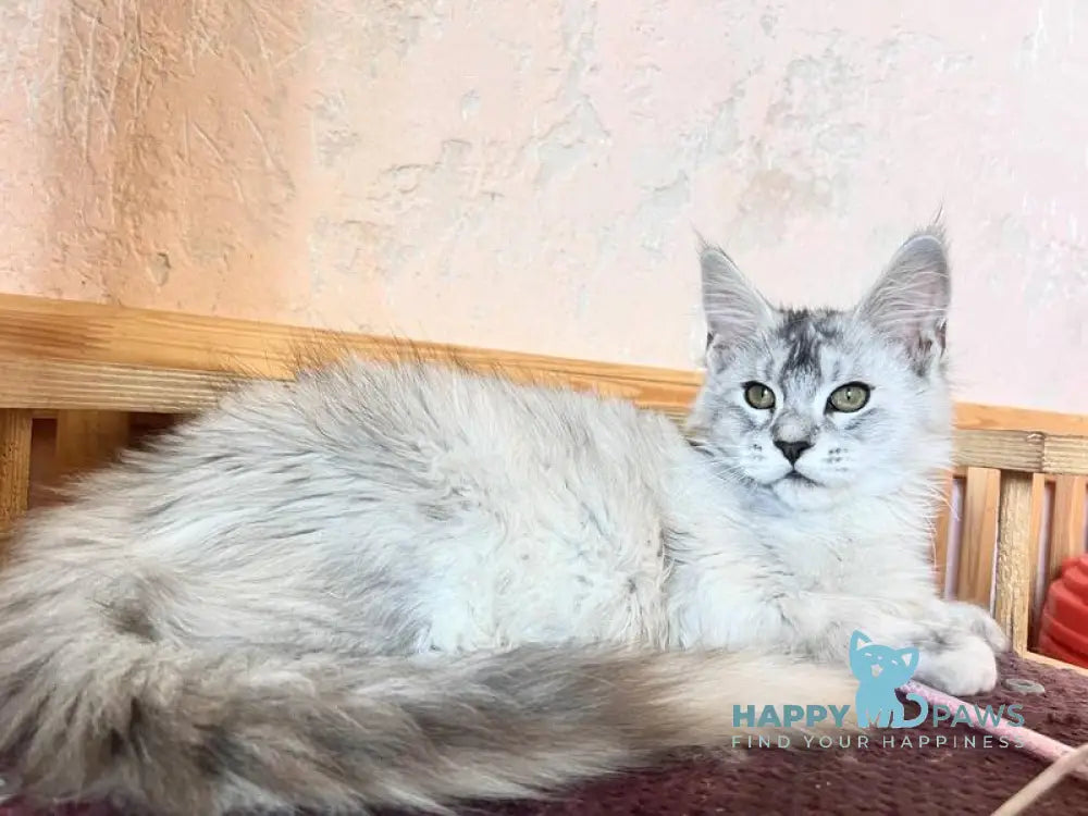 Zabava Maine Coon female black tortie silver ticked tabby live animals