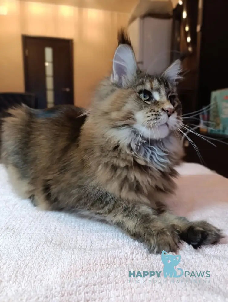 Zabava Maine Coon female black tortie ticked tabby live animals