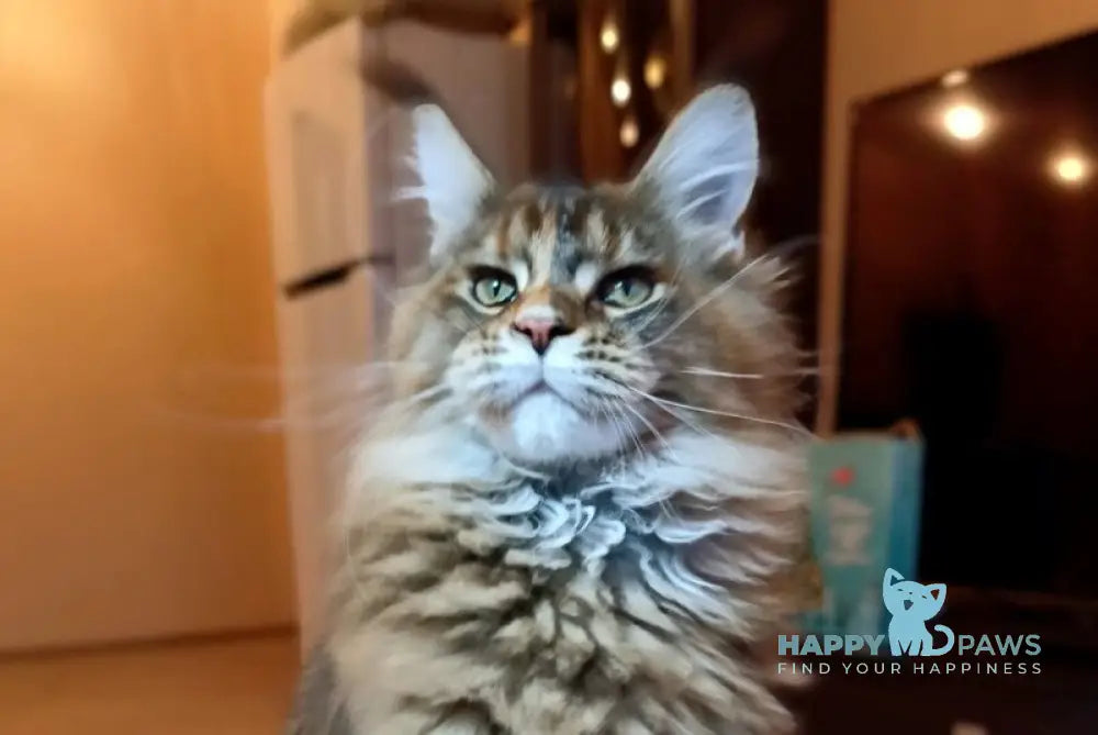 Zabava Maine Coon female black tortie ticked tabby live animals