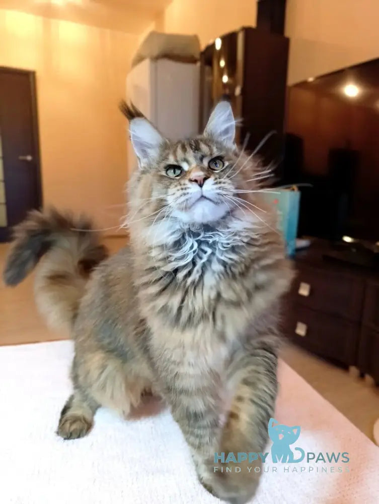 Zabava Maine Coon female black tortie ticked tabby live animals