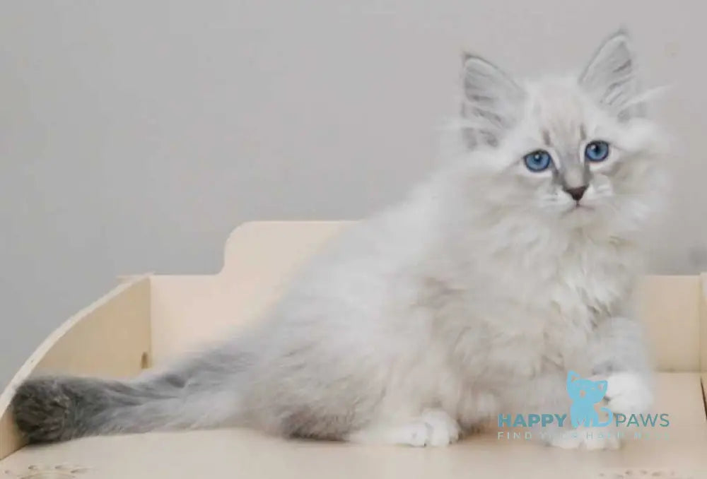 Zabava Neva Masquerade female blue tabby pointed with white live animals