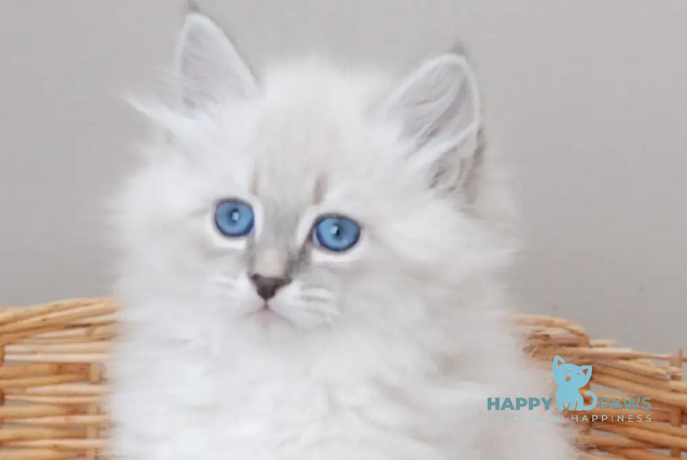 Zabava Neva Masquerade female blue tabby pointed with white live animals