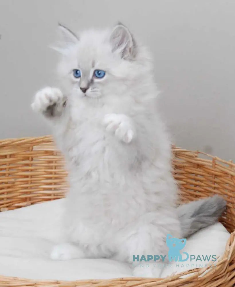 Zabava Neva Masquerade female blue tabby pointed with white live animals