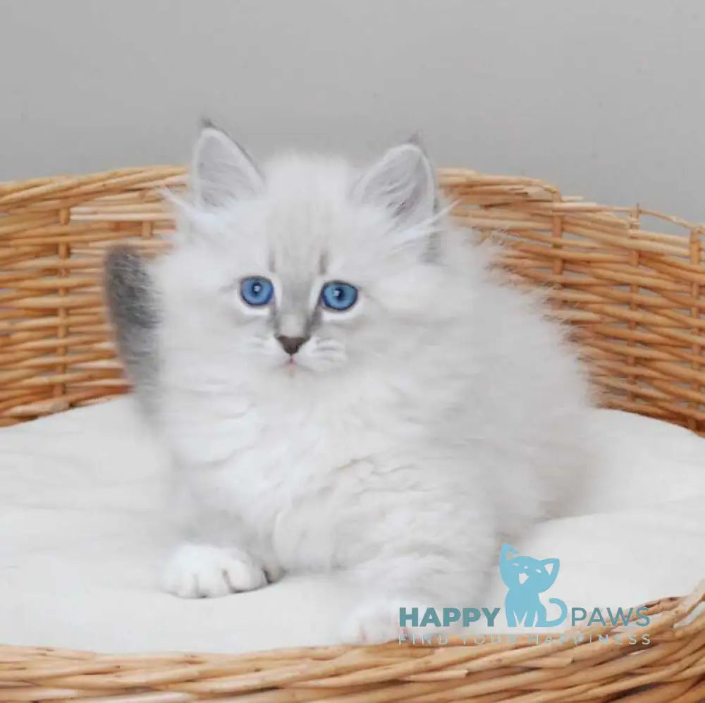 Zabava Neva Masquerade female blue tabby pointed with white live animals