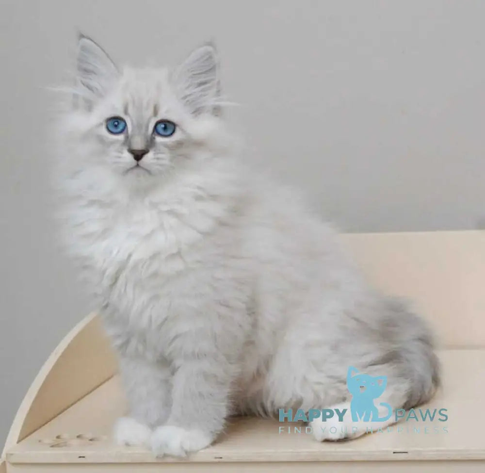 Zabava Neva Masquerade female blue tabby pointed with white live animals