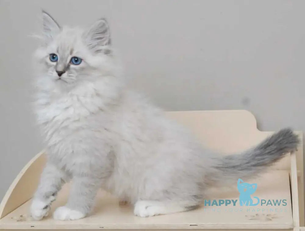 Zabava Neva Masquerade female blue tabby pointed with white live animals