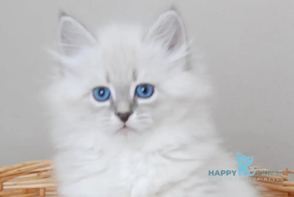 Zabava Neva Masquerade female blue tabby pointed with white live animals