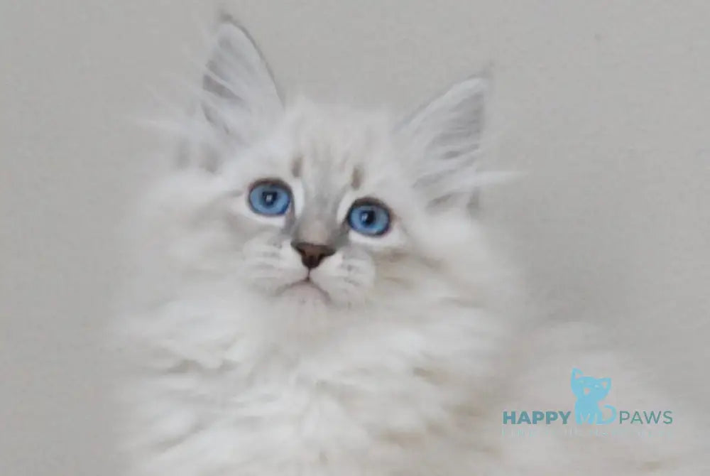 Zabava Neva Masquerade female blue tabby pointed with white live animals