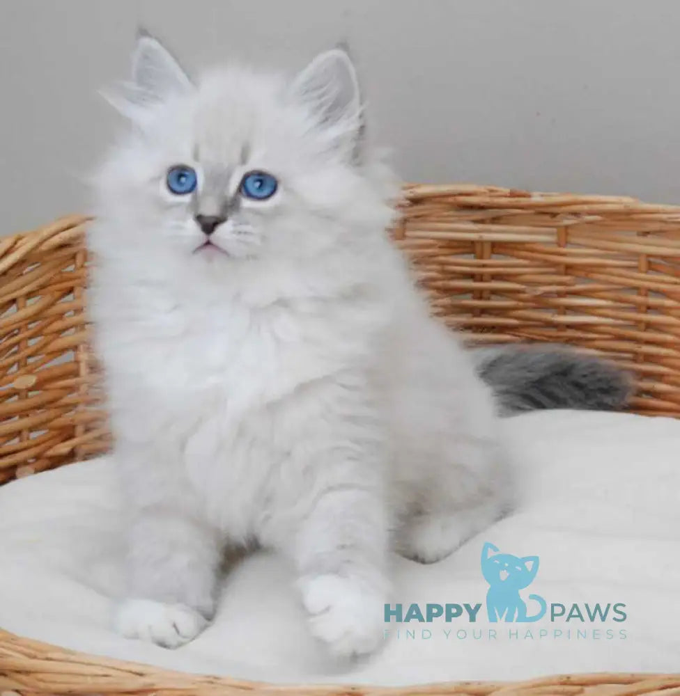 Zabava Neva Masquerade female blue tabby pointed with white live animals