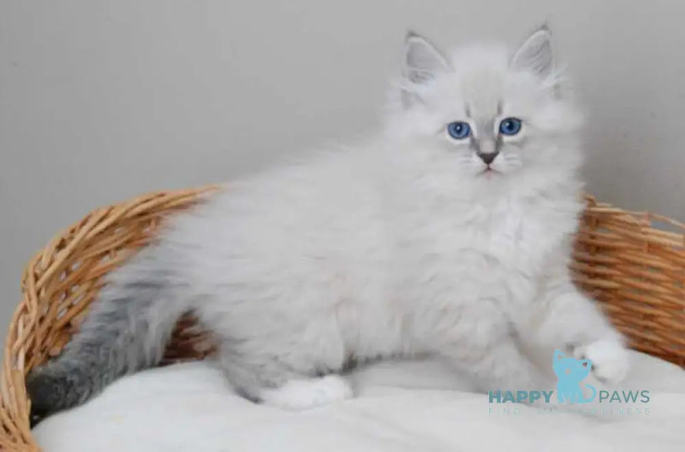 Zabava Neva Masquerade female blue tabby pointed with white live animals