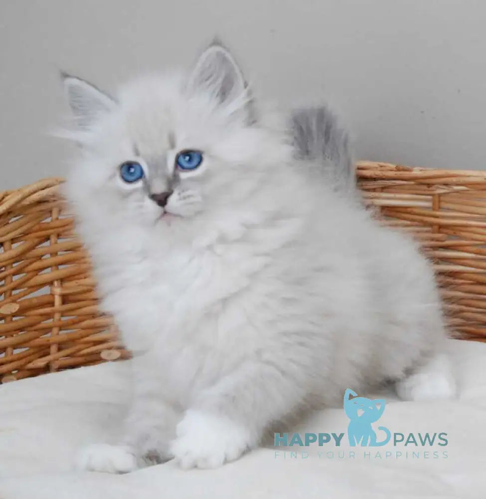 Zabava Neva Masquerade female blue tabby pointed with white live animals