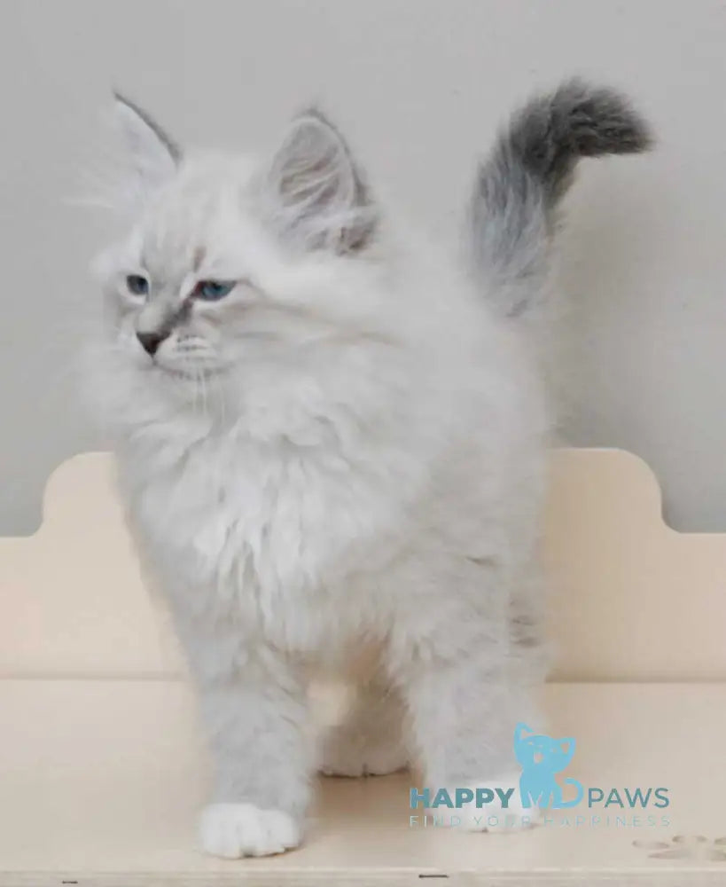 Zabava Neva Masquerade female blue tabby pointed with white live animals