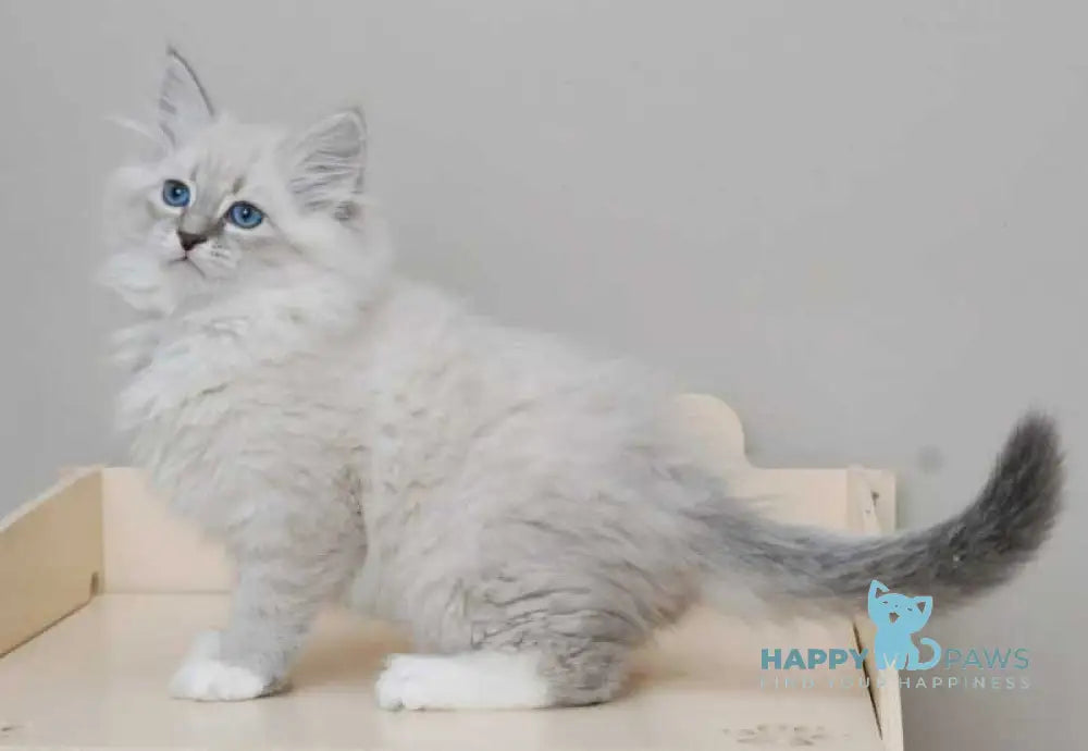 Zabava Neva Masquerade female blue tabby pointed with white live animals