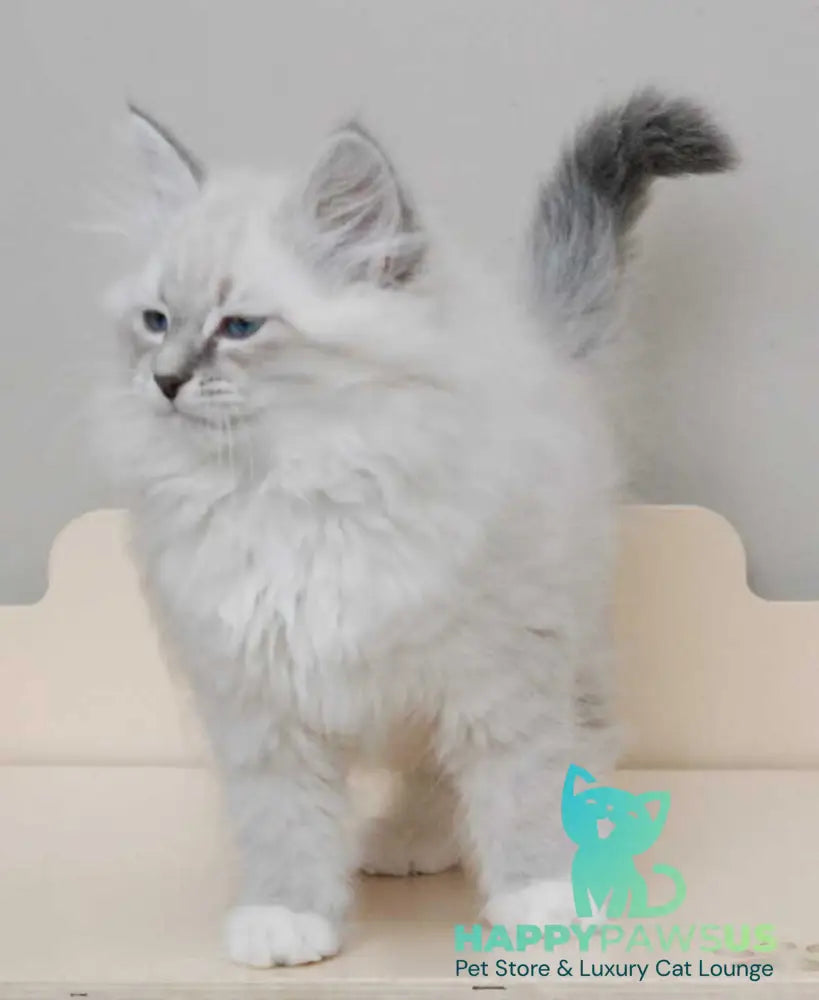 Zabava Neva Masquerade female blue tabby pointed with white live animals