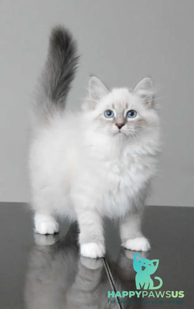 Zabava Neva Masquerade female blue tabby pointed with white - live animals