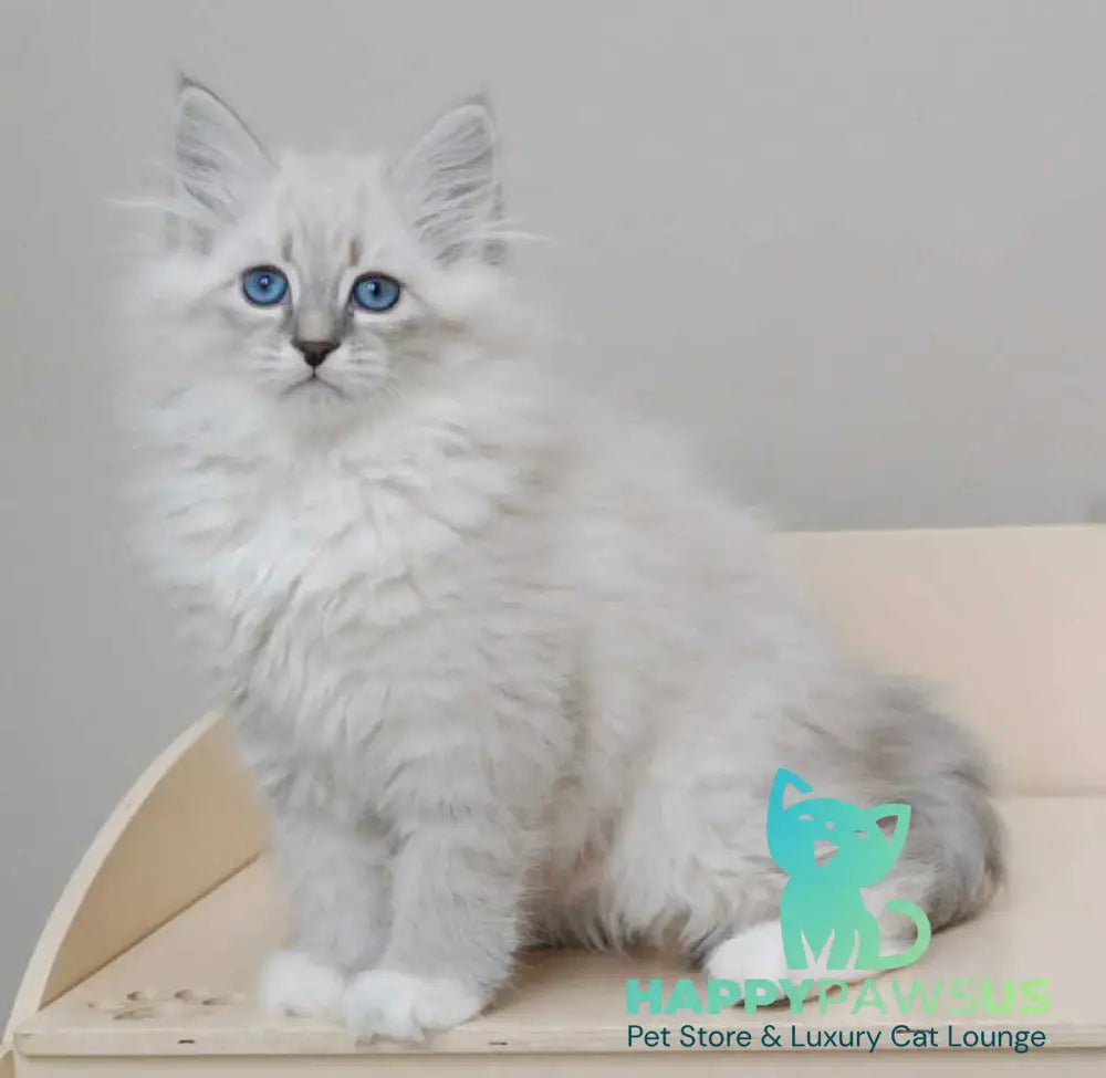 Zabava Neva Masquerade female blue tabby pointed with white live animals