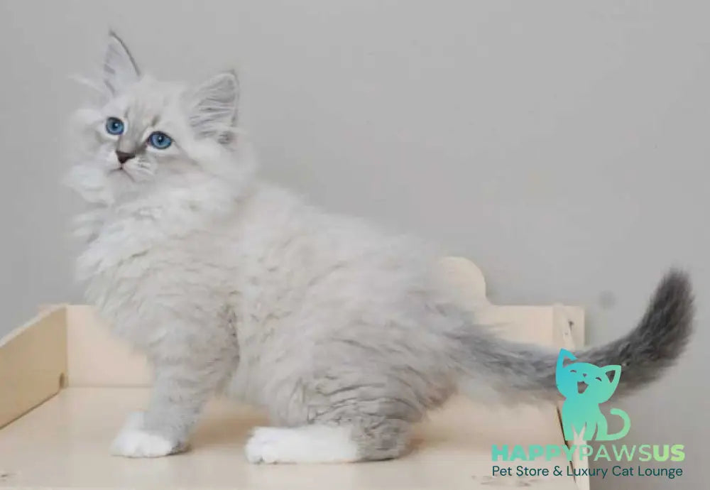 Zabava Neva Masquerade female blue tabby pointed with white live animals