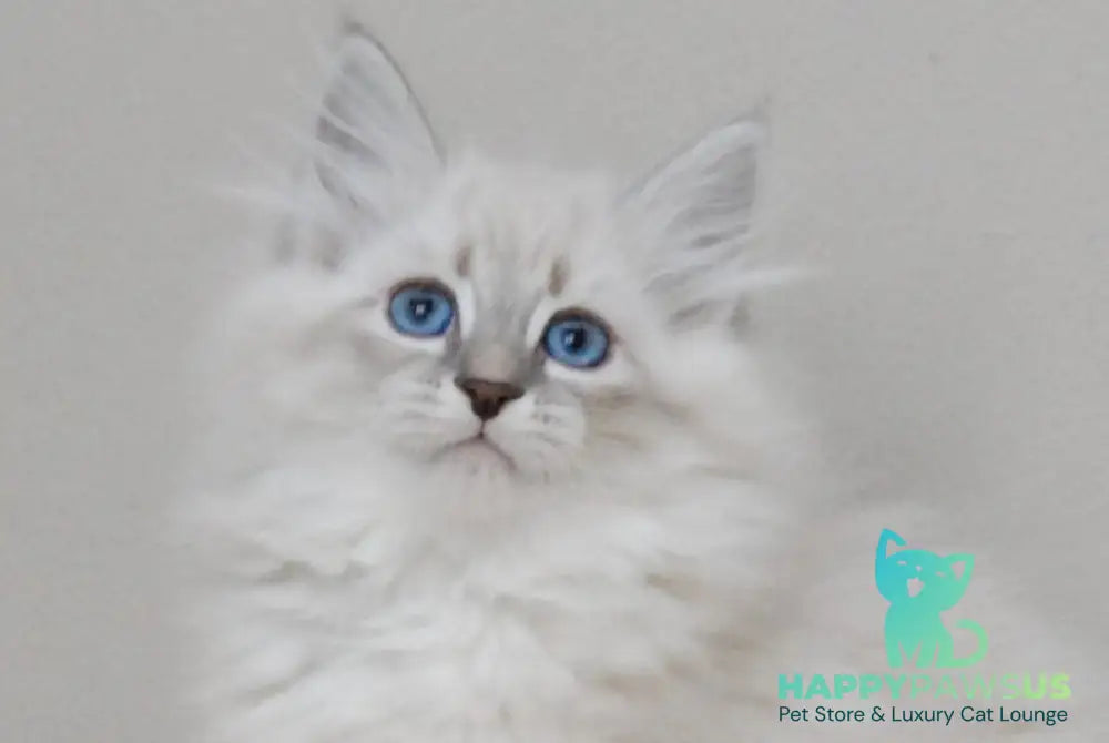 Zabava Neva Masquerade female blue tabby pointed with white live animals