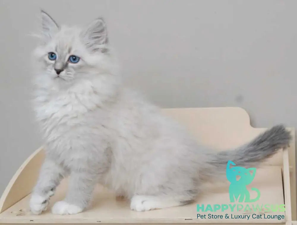 Zabava Neva Masquerade female blue tabby pointed with white live animals