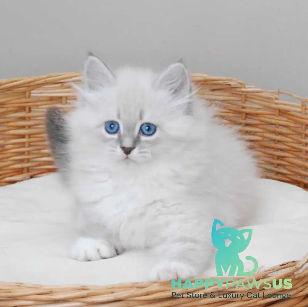 Zabava Neva Masquerade female blue tabby pointed with white live animals