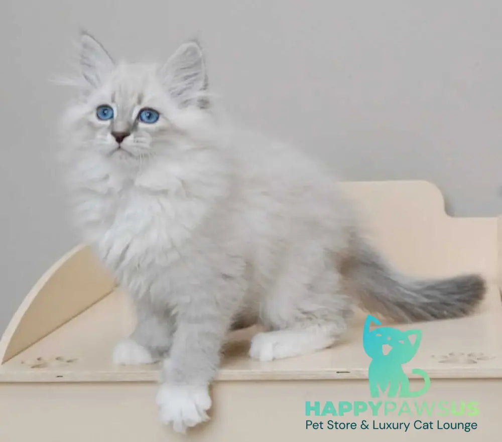 Zabava Neva Masquerade female blue tabby pointed with white live animals