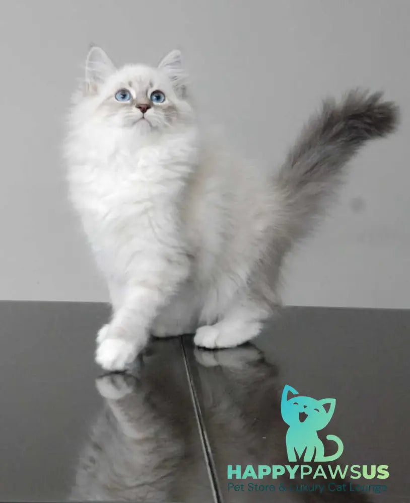 Zabava Neva Masquerade female blue tabby pointed with white - live animals