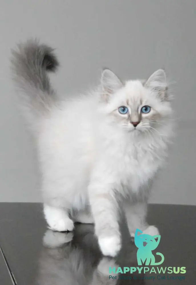 Zabava Neva Masquerade female blue tabby pointed with white - live animals