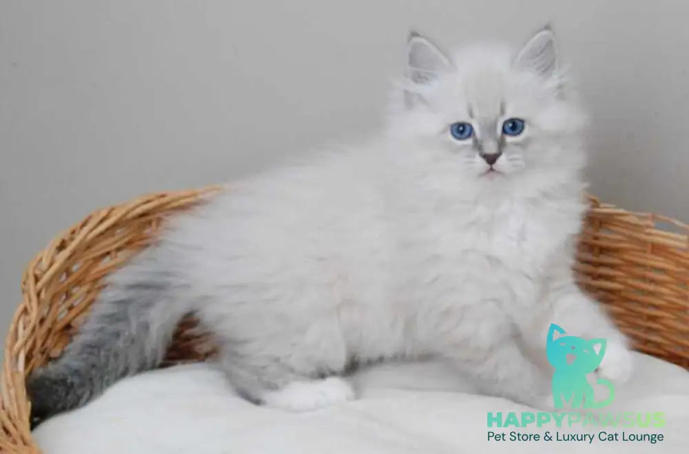 Zabava Neva Masquerade female blue tabby pointed with white live animals