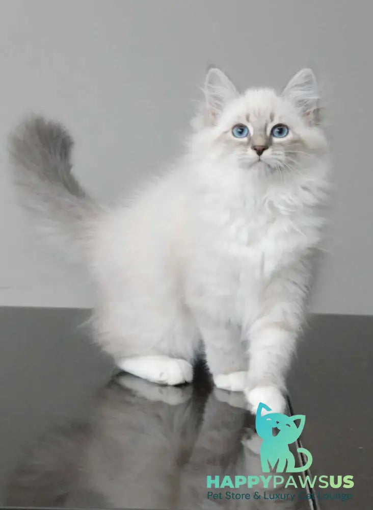 Zabava Neva Masquerade female blue tabby pointed with white - live animals