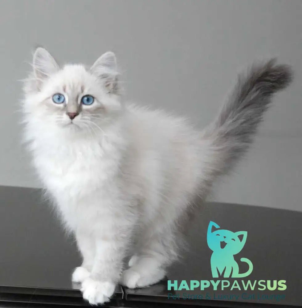 Zabava Neva Masquerade female blue tabby pointed with white - live animals