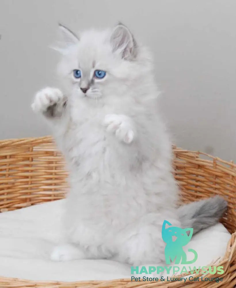 Zabava Neva Masquerade female blue tabby pointed with white live animals