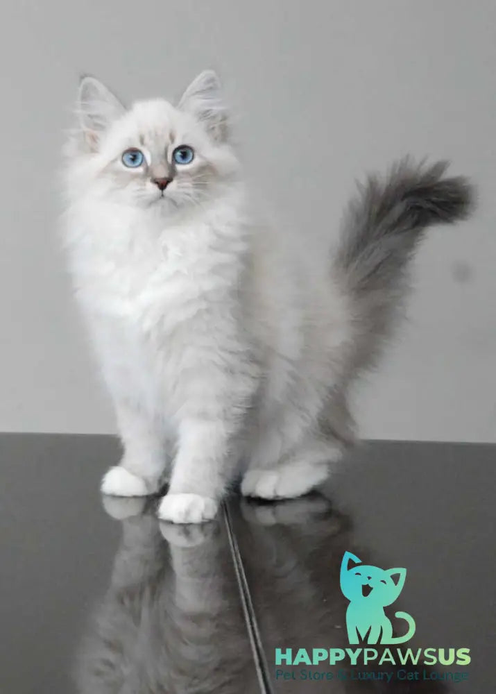 Zabava Neva Masquerade female blue tabby pointed with white - live animals