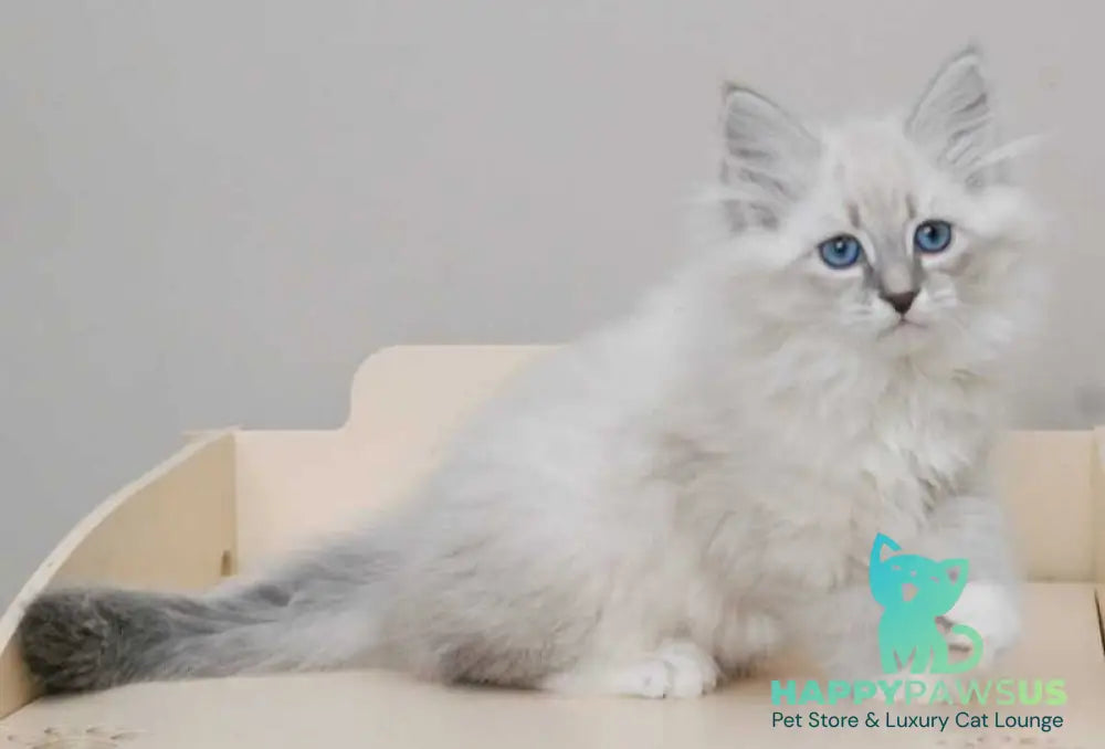 Zabava Neva Masquerade female blue tabby pointed with white live animals