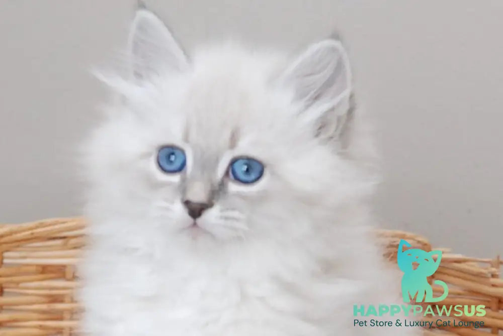 Zabava Neva Masquerade female blue tabby pointed with white live animals