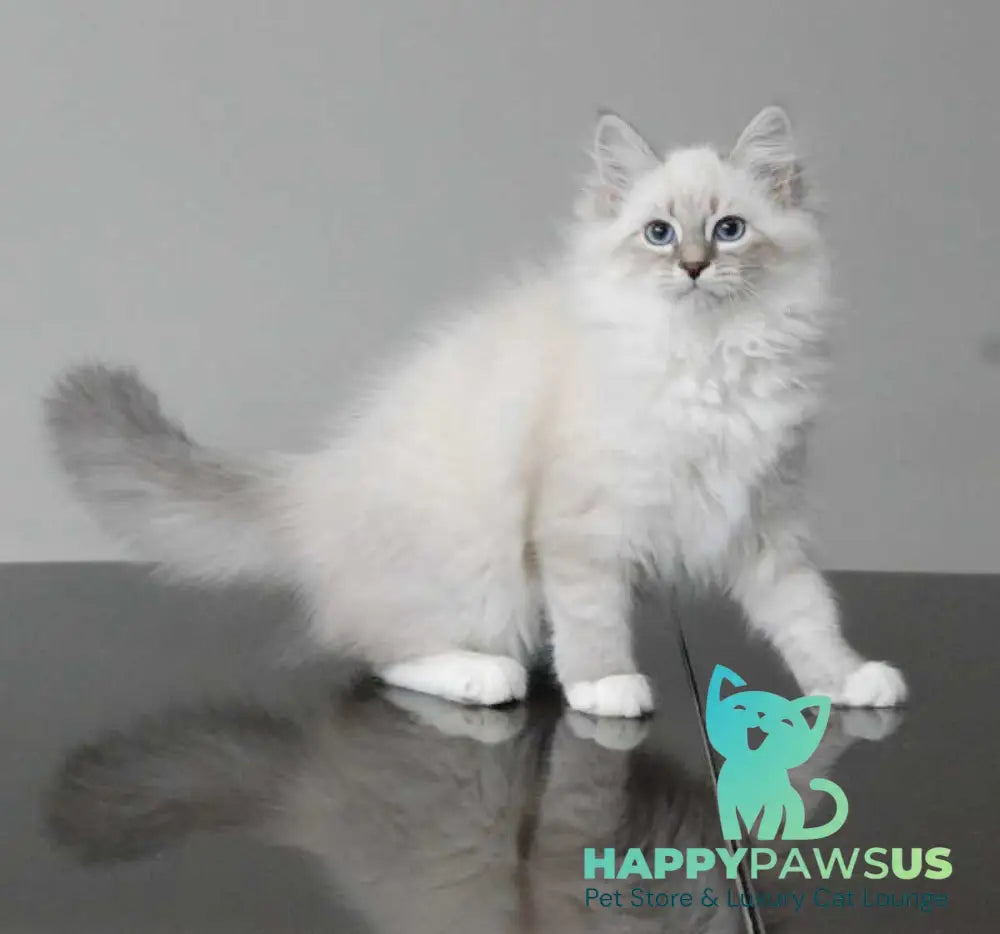 Zabava Neva Masquerade female blue tabby pointed with white - live animals