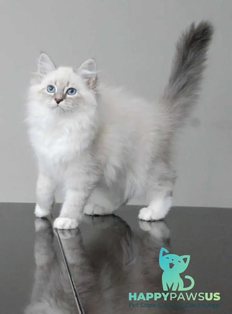 Zabava Neva Masquerade female blue tabby pointed with white - live animals