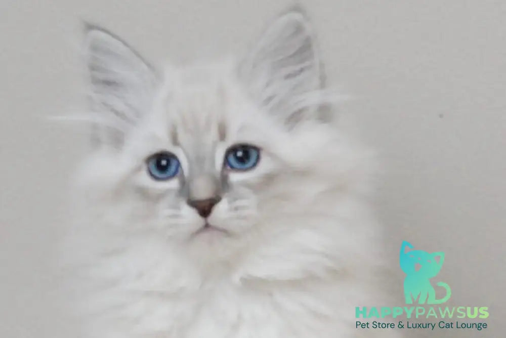 Zabava Neva Masquerade female blue tabby pointed with white live animals
