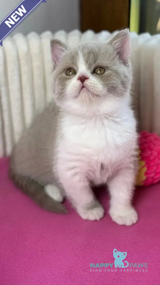 Zabava Scottish Straight female lilac bicolour live animals