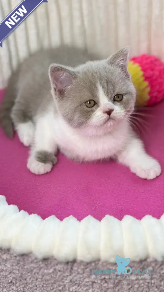 Zabava Scottish Straight female lilac bicolour live animals