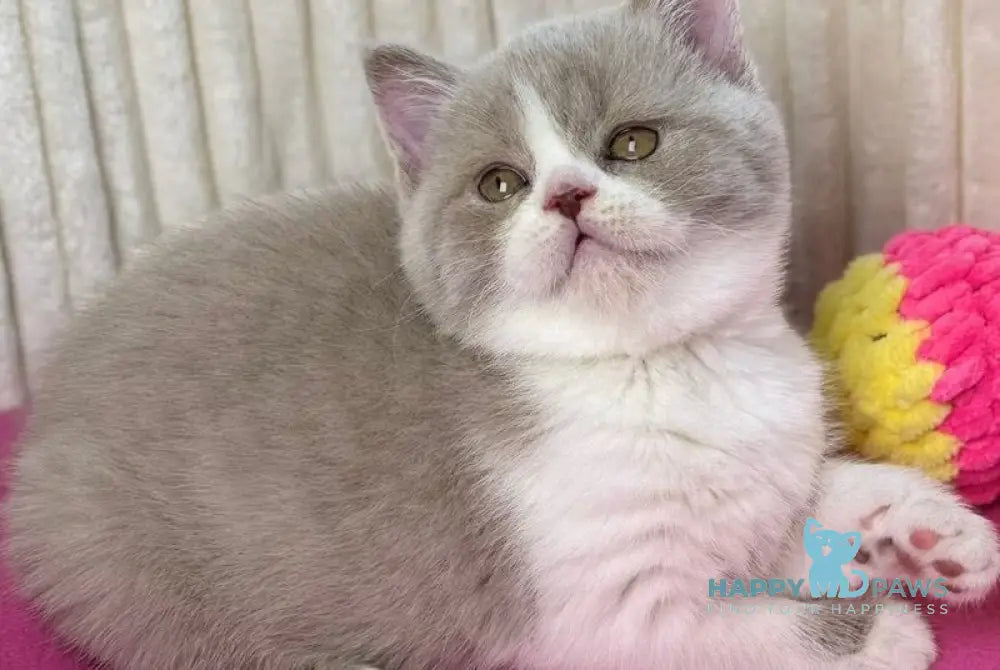 Zabava Scottish Straight female lilac bicolour live animals