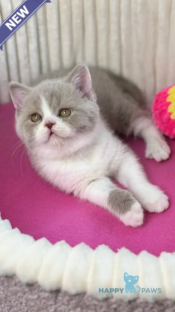 Zabava Scottish Straight female lilac bicolour live animals