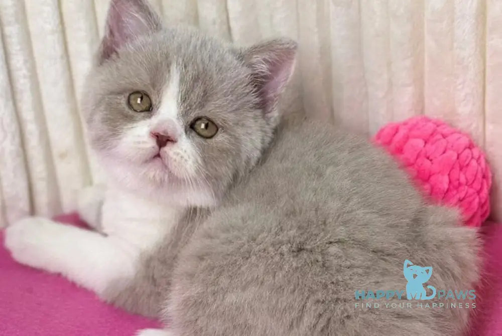 Zabava Scottish Straight female lilac bicolour live animals