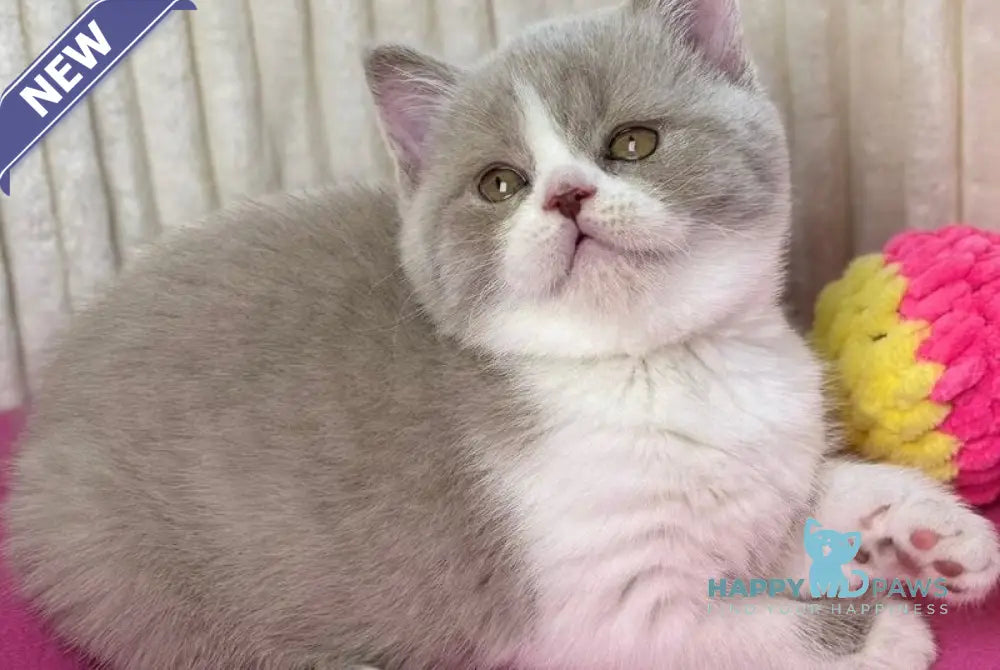 Zabava Scottish Straight female lilac bicolour live animals