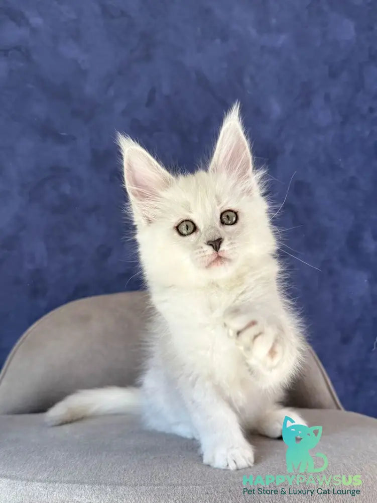Zabawa Maine Coon female black silver shaded - live animals