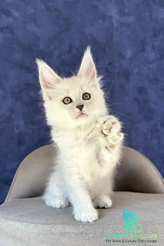Zabawa Maine Coon female black silver shaded - live animals