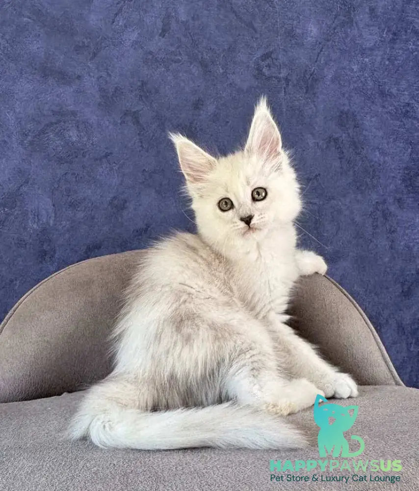 Zabawa Maine Coon female black silver shaded - live animals