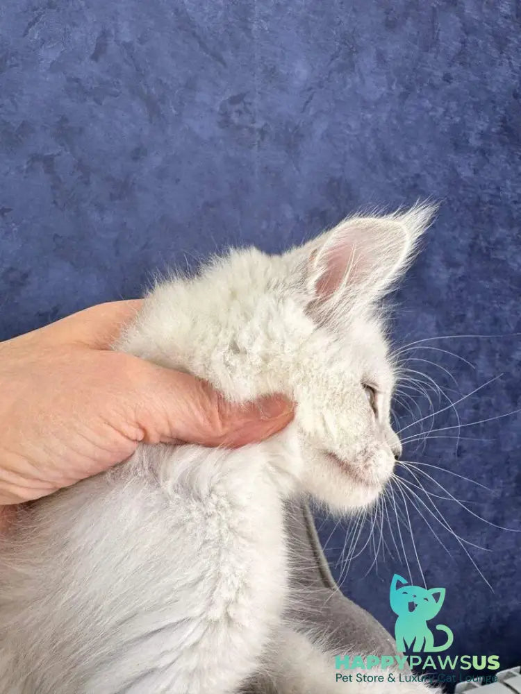 Zabawa Maine Coon female black silver shaded - live animals