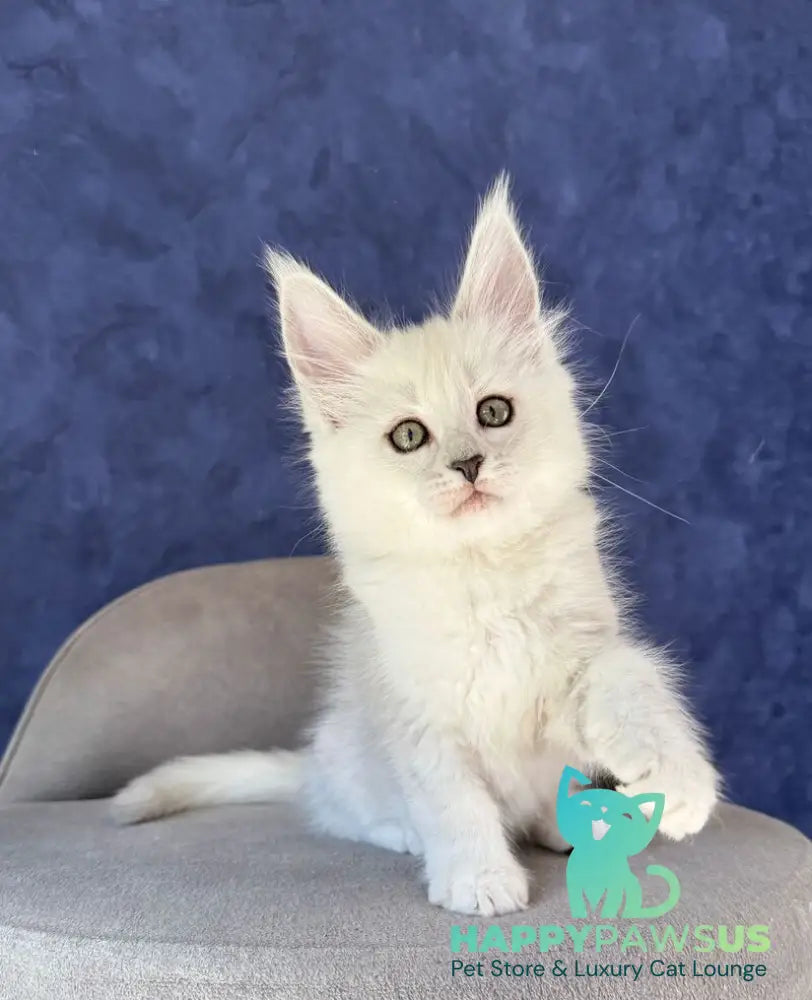Zabawa Maine Coon female black silver shaded - live animals