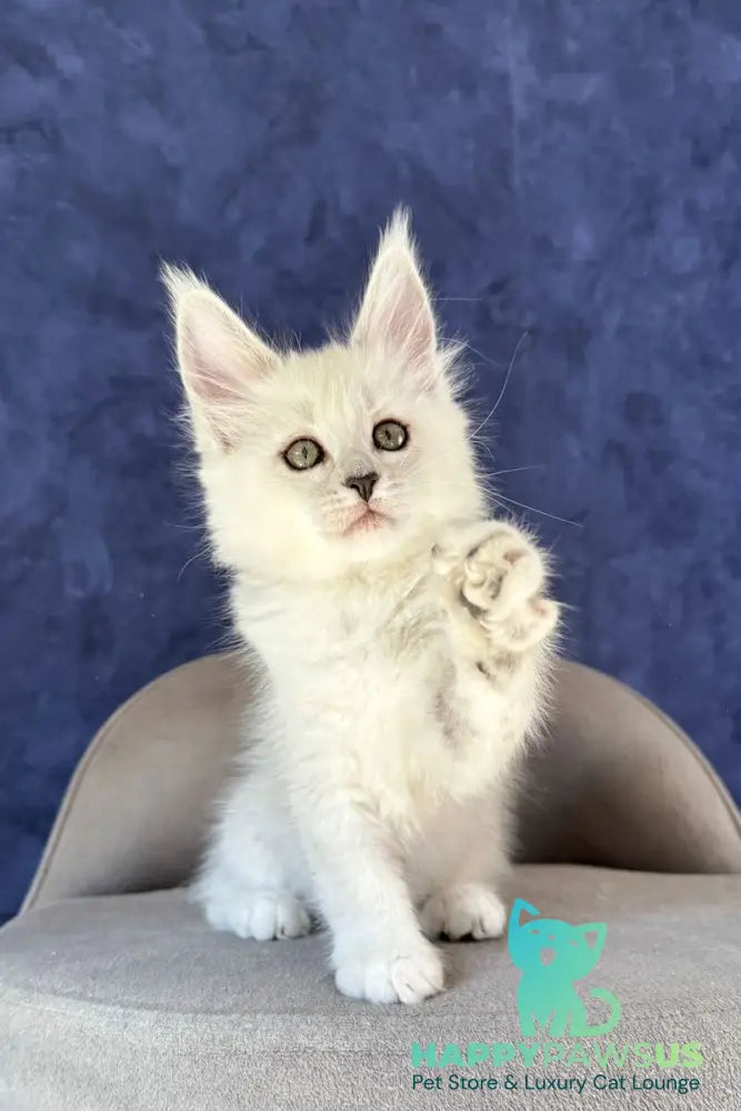 Zabawa Maine Coon female black silver shaded - live animals